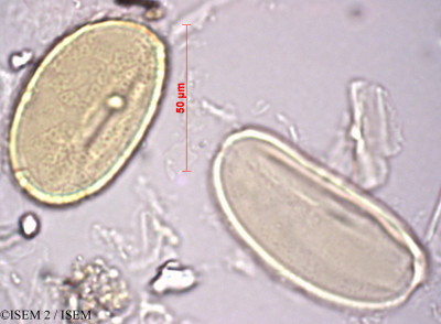 ISEM 2/Quercus_coccifera_2211/Quercus_coccifera_2211_0001(copy)_thumb.jpg